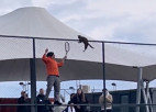 Video: Kaķis vēlas redzēt tenisu