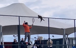 Video: Kaķis vēlas redzēt tenisu