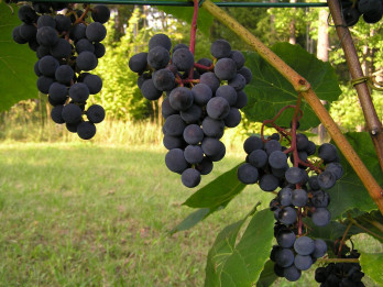 Dodies degustēt Latvijas labākos vīnus