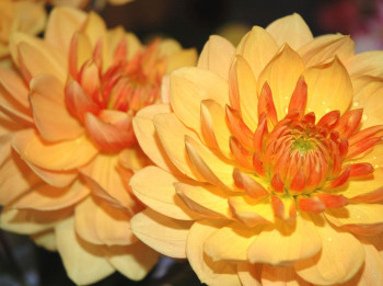 Vārdu skaidrojums. 3. augusts – Augusts