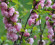 Foto: Magnolijas, rododendri, dižmandeles un citi ziedoši brīnumi LU Botāniskajā dārzā