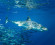 10 pārsteidzošu faktu, ko tu, iespējams, nezināji par haizivīm