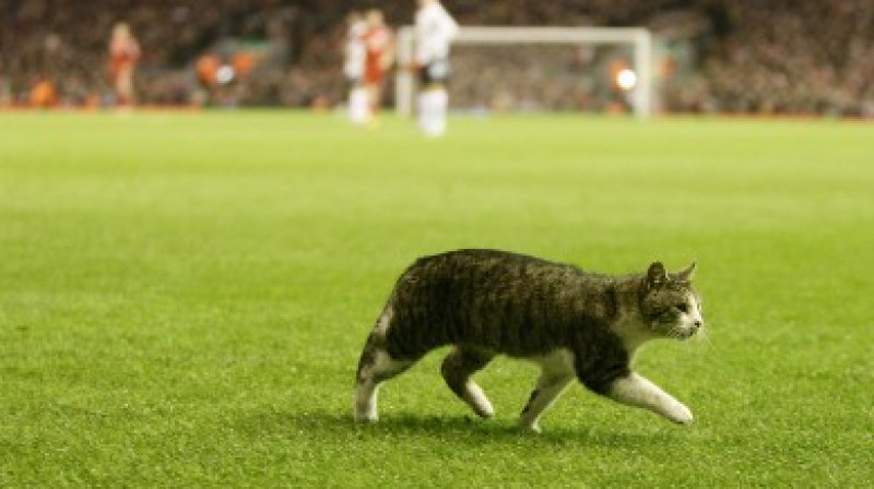 Slavenais "Anfield" kaķis reiz bukmeikeru prognozēs izskanēja potenciālo "Liverpool" galveno treneru vidū.