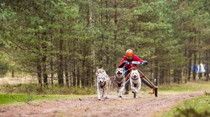 Uzvarētājs 4 suņu velokamanu Nordic klasē Mārtiņš Kristons. Foto: EGO-N Photo.