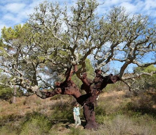 Korķa grīdu segums - mājīgi, oriģināli un droši