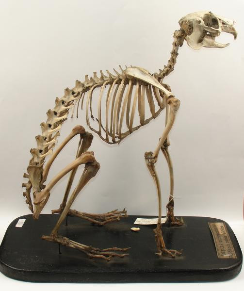Dabas muzejā vēl nebijusi izstāde „Skat - logā skelets!”