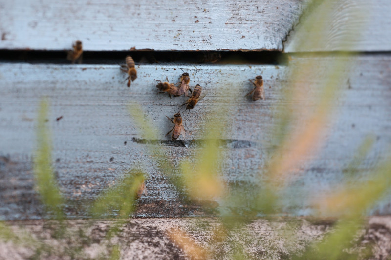 Dailes teātra jumtu sāks apdzīvot trīs bišu saimes